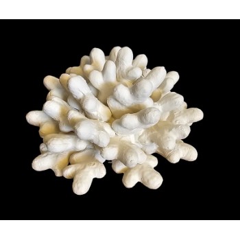 LE04/23 - Spugna marina - cm.23