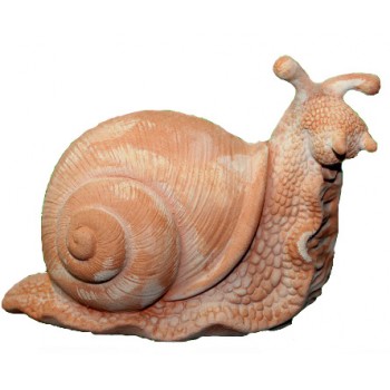 GA089 - Lumache grandi da giardino